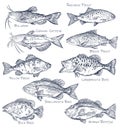 Sketch icons of seafood or water fish. Fishing Royalty Free Stock Photo