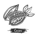 Sketch illustration of cocoa fruit or cacao pod