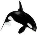 Sketch illustration killer whale Royalty Free Stock Photo