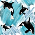 killer whale on watercolor background Royalty Free Stock Photo