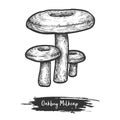 Sketch illustration of oakbug or milkcap mushroom Royalty Free Stock Photo