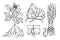 Sketch illustration of panax ginseng. Traditional medicine, herbal therapy ingredient.