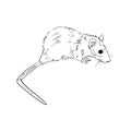 Sketch illustration of rat or mouse.