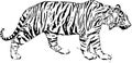 Sketch illustration of tyger Royalty Free Stock Photo