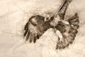 Sketch of Immature Red Tailed Hawk in Flight Royalty Free Stock Photo