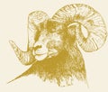 Sketch of Indian Big Horn Sheep or Goat Outline Editable Illustration