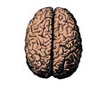 Sketch ink human brain. Hand drawn. Anatomical illustration. Vector illustration