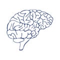 Sketch Ink Human Brain, hand drawn , Anatomical illustration. Vector Royalty Free Stock Photo