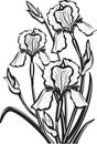 Sketch of iris flowers