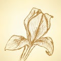 Sketch iris, vintage background