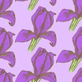 Sketch iris, vintage seamless pattern