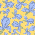 Sketch iris, vintage seamless pattern