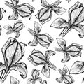 Sketch iris, vintage seamless pattern