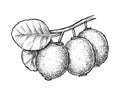 Sketch of kiwi fruit or vector Chinese gooseberry