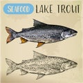 Lake Or White Trout Sketch. Sea Or Ocean Fish