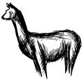 Sketch of a Lama in black isolated