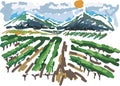 Sketch of landscape with vineyard Royalty Free Stock Photo