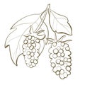 sketch line illustration color plant vintage closeup boysenberry hybrid with leaves style design element