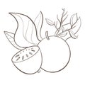 sketch line on white background tropical exotic fruits ratenia bail or marbled apple matum close up design element print