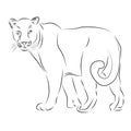 Sketch lions line art vector illustration Royalty Free Stock Photo