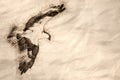 Sketch of Lone Osprey Hunting on the Wing Royalty Free Stock Photo