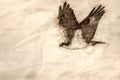 Sketch of a Lone Osprey Hunting on the Wing Royalty Free Stock Photo
