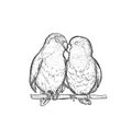 Sketch Lovebird Parrots Vector Illustration. Lovebird Parrot Exotic Bird Engraving Art Design.
