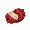 Sketch lychee tropical fruit illustration on a white background. Whole and half berries. Exotic delicious delicacy. Vector object