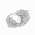 Sketch lychee tropical fruit illustration on a white background. Whole and half berries. Exotic delicious delicacy. Vector outline