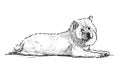 Sketch of a lying white husky Royalty Free Stock Photo