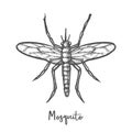 Sketch of malaria mosquito or insect sketching