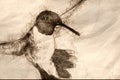 Sketch of Black-Chinned Hummingbird Searching for Nectar in the Green Garden