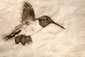 Sketch of a Black-Chinned Hummingbird Searching for Nectar Among the Red Flowers