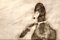 Sketch of a Mallard Duck Resting Along at the Edge of the Water