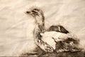 Sketch of a Mallard Duck Stretching Its Wings While Resting on the Quiet Blue Water