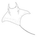 Sketch Manta Ray. Hand Drawn Devilfish Drawing