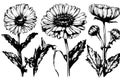 sketch marigold Calendula Detailed drawing ink black and white string sketch. Vector