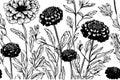 sketch marigold Calendula Detailed drawing ink black and white string sketch. Vector