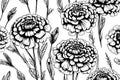 sketch marigold Calendula Detailed drawing ink black and white string sketch. Vector