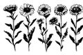 sketch Marigold flower draw vintage style black and white art isolated on white background Royalty Free Stock Photo