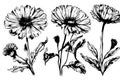 sketch Marigold flower draw vintage style black and white art isolated on white background Royalty Free Stock Photo