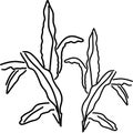 sketch of minimal leaves of palm