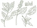 Sketch mint leaves set, vector