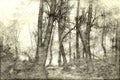 Sketch of a Misty Forest on a Cold Silent Morning Royalty Free Stock Photo