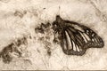 Sketch of Monarch Butterfly Resting on a Dried Desert Flower