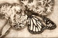 Sketch of Monarch Butterfly Sipping Nectar from the Accommodating Flower