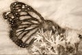 Sketch of a Monarch Butterfly Sipping Nectar from the Accommodating Flower