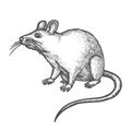 Sketch mouse, cute hand drawn rat rodent animal