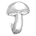 Sketch mushroom. Hand drawn various edible mushroom morel, truffle, champignon, black and king trumpet, bolete mushroom