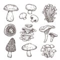 Sketch mushroom. Nature ingredients, tasty mushrooms champignon portobello. Isolated vegetarian food, gourmet forest Royalty Free Stock Photo